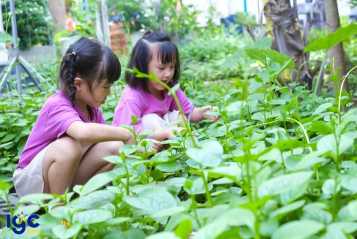 TRƯỜNG MẦM NON IGC KIDDY - CƠ SỞ BÌNH DƯƠNG: KHÁM PHÁ THIÊN NHIÊN VÀ TRẢI NGHIỆM THU HOẠCH RAU QUẢ